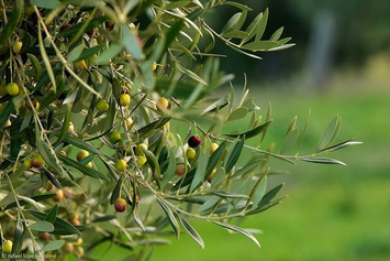 Recuperació conreu olivera